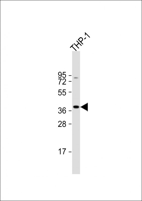 STING Antibody in Western Blot (WB)