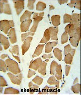 GLG1 Antibody in Immunohistochemistry (Paraffin) (IHC (P))