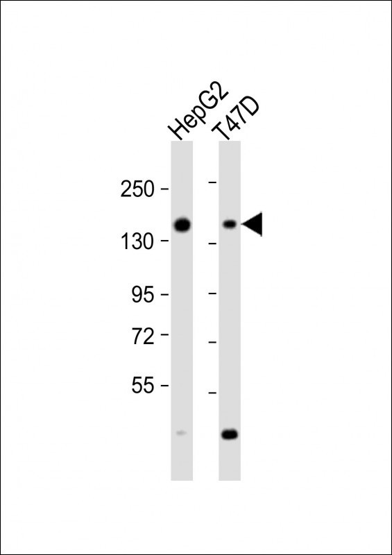 GLG1 Antibody in Western Blot (WB)