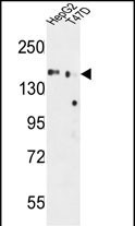 GLG1 Antibody in Western Blot (WB)