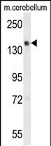 GLG1 Antibody in Western Blot (WB)