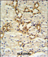 BSND Antibody in Immunohistochemistry (Paraffin) (IHC (P))