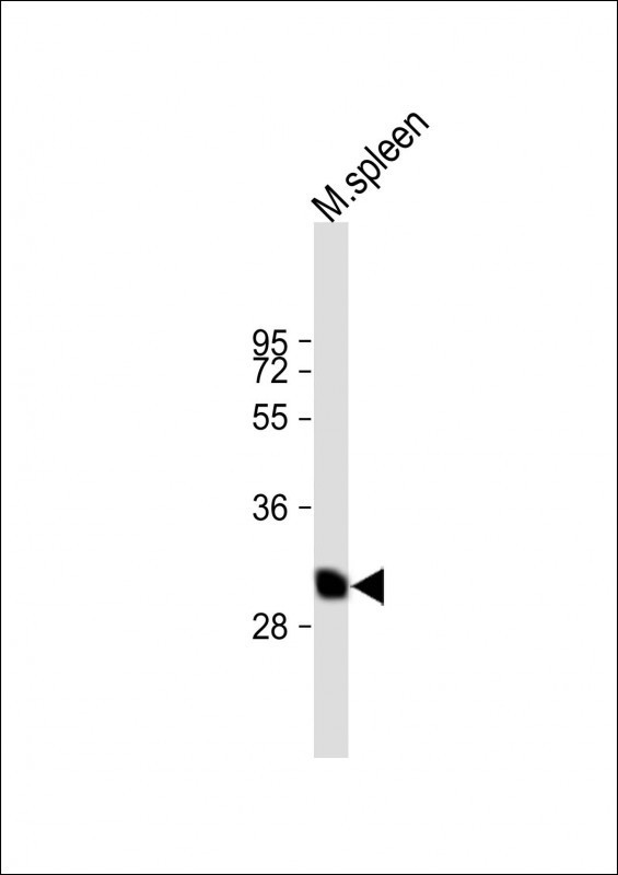 BSND Antibody in Western Blot (WB)