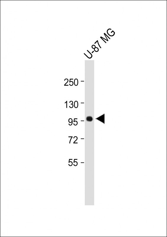 MAP4K3 Antibody in Western Blot (WB)