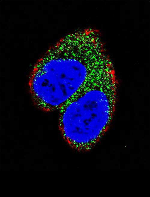 AIM2 Antibody in Immunocytochemistry (ICC/IF)