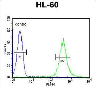 HOXA3 Antibody in Flow Cytometry (Flow)