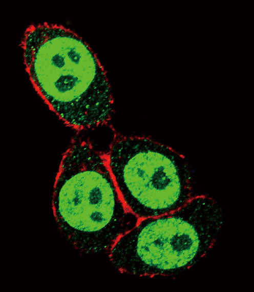 SMAD3 Antibody in Immunocytochemistry (ICC/IF)