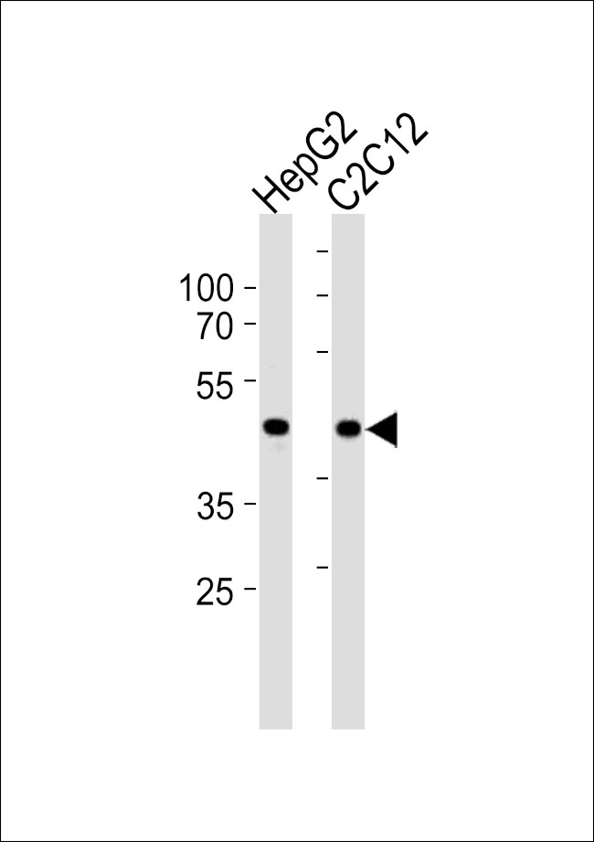 SMAD3 Antibody in Western Blot (WB)