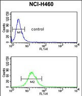 NEDD4 Antibody in Flow Cytometry (Flow)