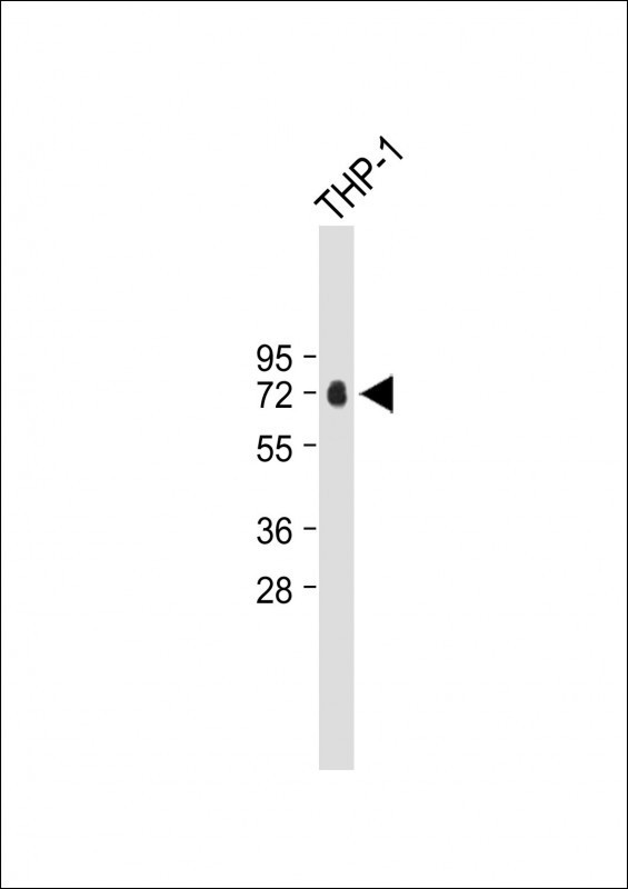 Properdin Antibody in Western Blot (WB)