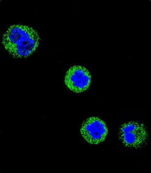 CD1e Antibody in Immunocytochemistry (ICC/IF)