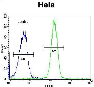 GALNT5 Antibody in Flow Cytometry (Flow)