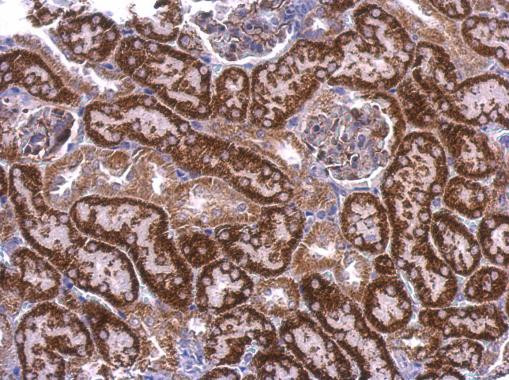 LPAR3 Antibody in Immunohistochemistry (Paraffin) (IHC (P))