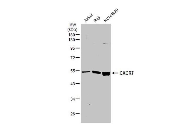 CXCR7 Antibody in Western Blot (WB)