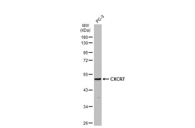 CXCR7 Antibody in Western Blot (WB)