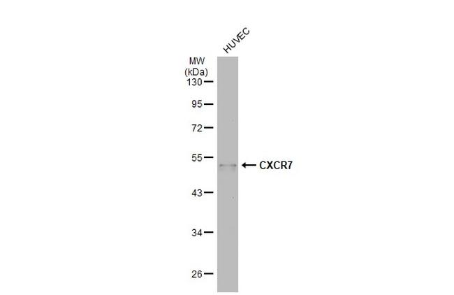 CXCR7 Antibody in Western Blot (WB)