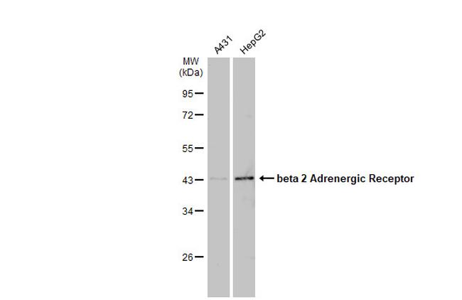 beta-2 Adrenergic Receptor Antibody in Western Blot (WB)