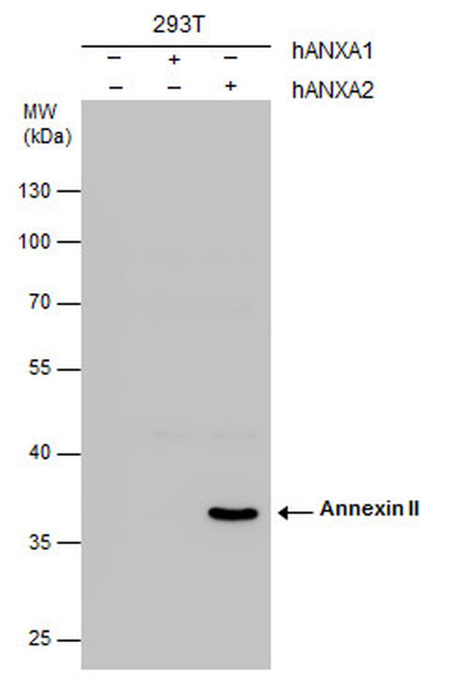 Annexin A2 Antibody in Western Blot (WB)