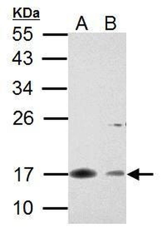 Survivin Antibody in Western Blot (WB)