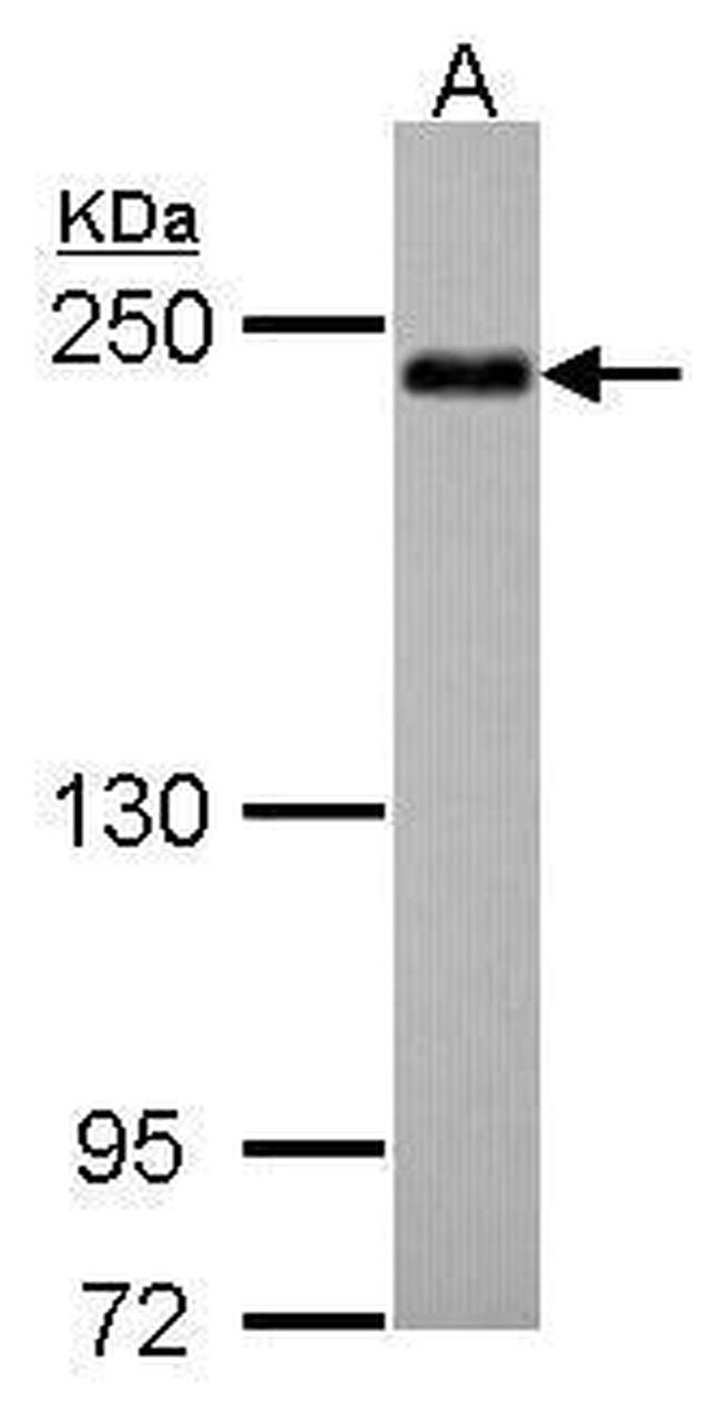 SHROOM2 Antibody in Western Blot (WB)