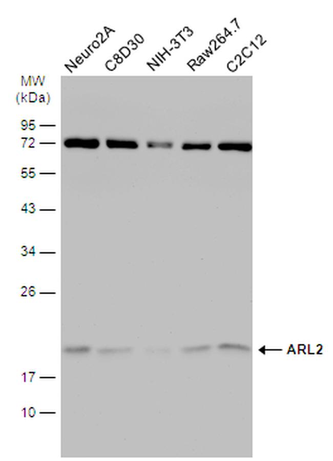 ARL2 Antibody in Western Blot (WB)