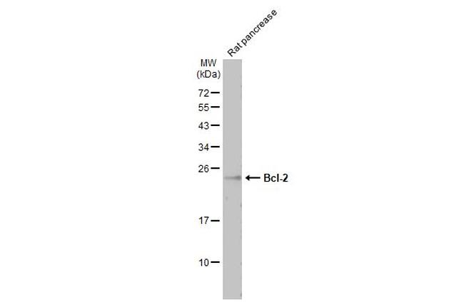 Bcl-2 Antibody in Western Blot (WB)