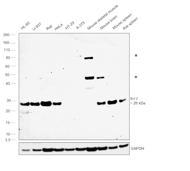 Bcl-2 Antibody in Western Blot (WB)