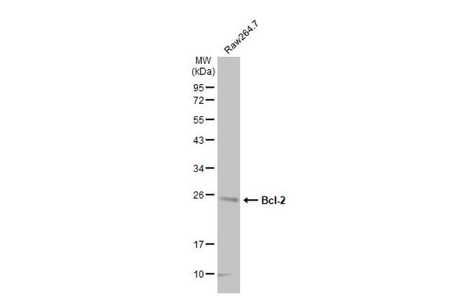 Bcl-2 Antibody in Western Blot (WB)