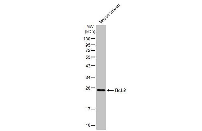 Bcl-2 Antibody in Western Blot (WB)