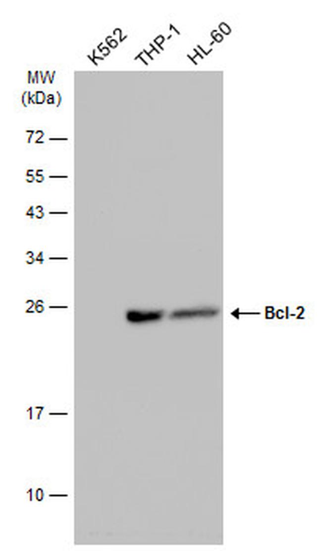 Bcl-2 Antibody in Western Blot (WB)