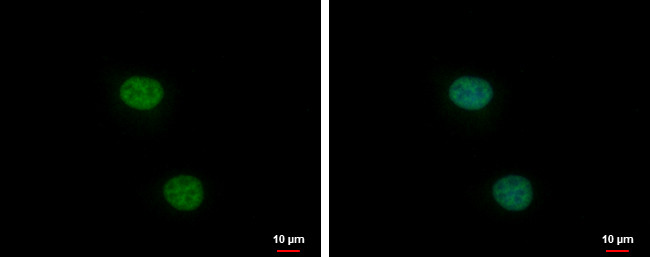 XLF Antibody in Immunocytochemistry (ICC/IF)