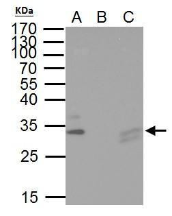 TIP30 Antibody in Immunoprecipitation (IP)