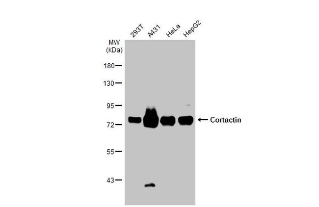 Cortactin Antibody in Western Blot (WB)