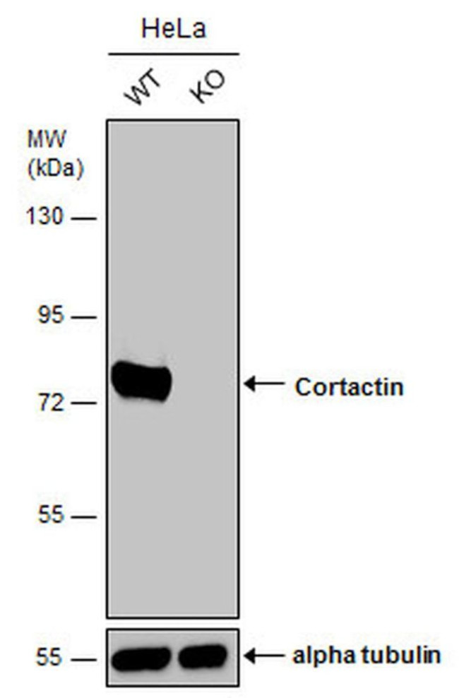 Cortactin Antibody