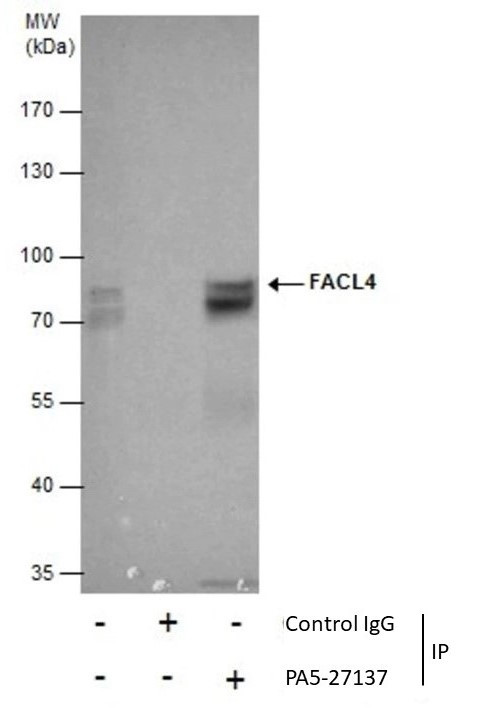 ACSL4 Antibody in Immunoprecipitation (IP)