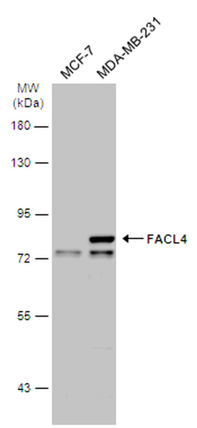 ACSL4 Antibody in Western Blot (WB)