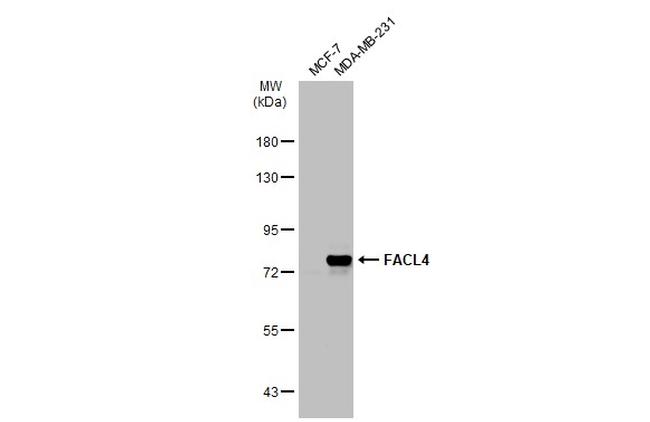 ACSL4 Antibody in Western Blot (WB)