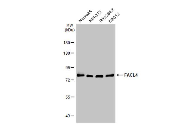 ACSL4 Antibody in Western Blot (WB)