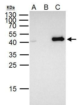 FOXE1 Antibody in Immunoprecipitation (IP)