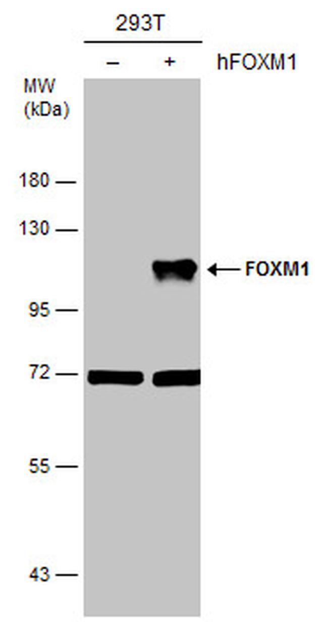 FOXM1 Antibody in Western Blot (WB)