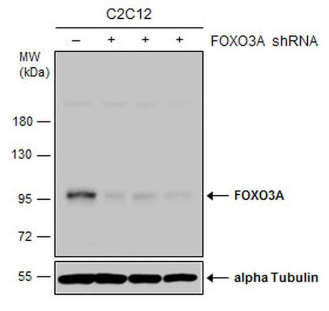 FOXO3A Antibody