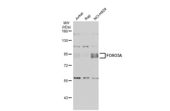 FOXO3A Antibody in Western Blot (WB)