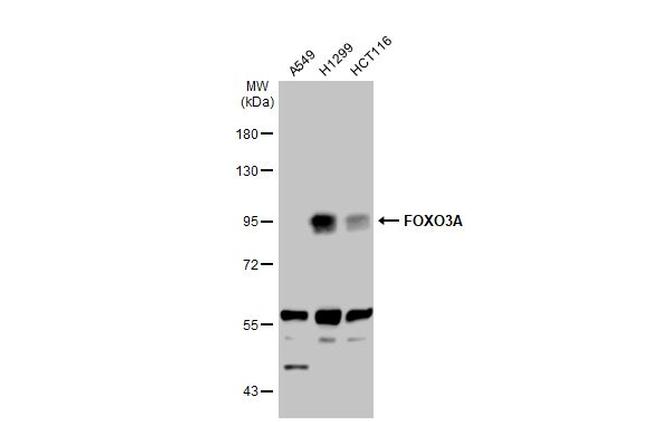 FOXO3A Antibody in Western Blot (WB)