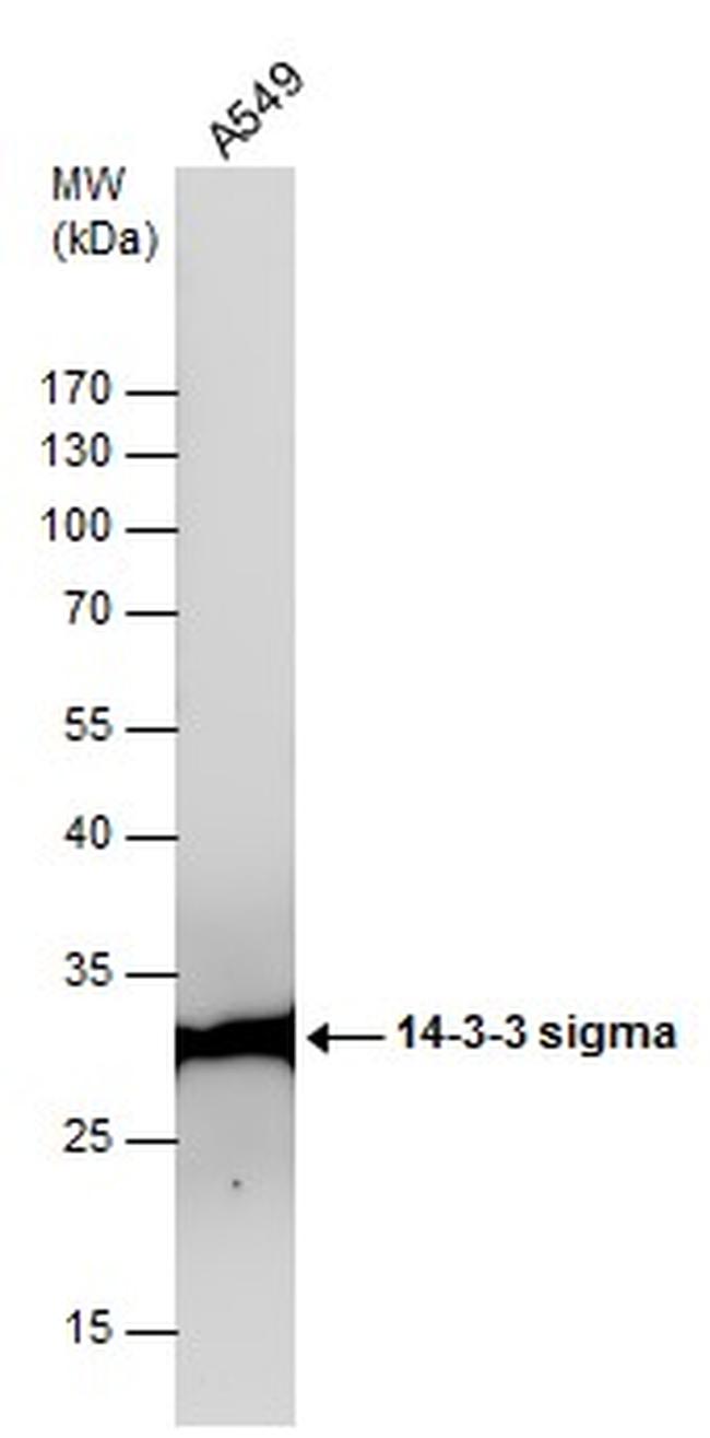 14-3-3 sigma Antibody in Western Blot (WB)