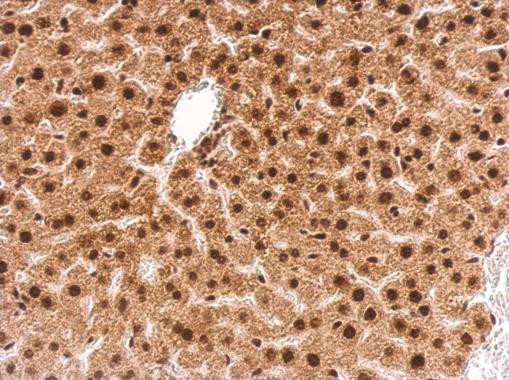 GRB2 Antibody in Immunohistochemistry (Paraffin) (IHC (P))