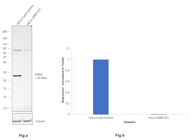 GRB2 Antibody