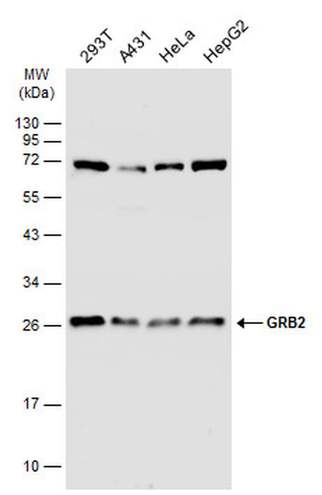 GRB2 Antibody in Western Blot (WB)