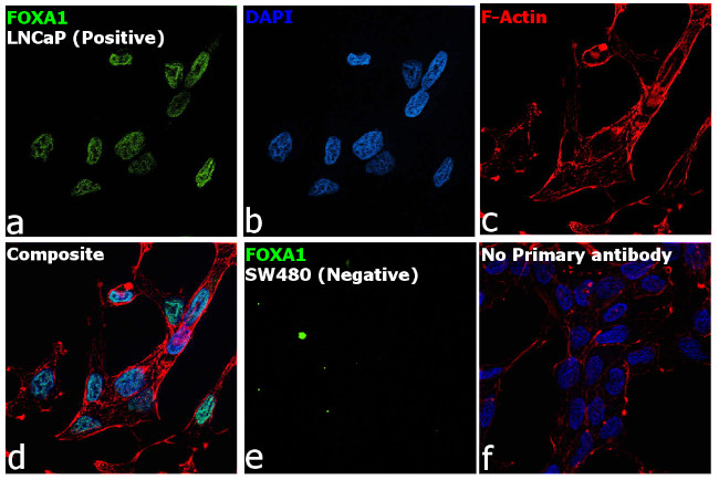 FOXA1 Antibody in Immunocytochemistry (ICC/IF)