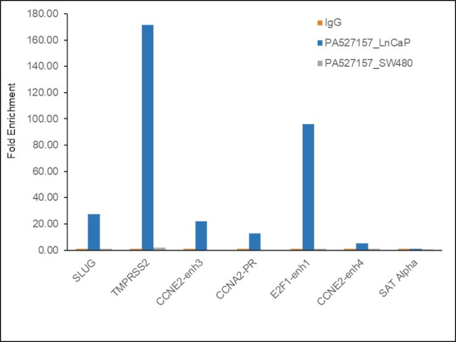 FOXA1 Antibody