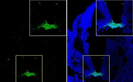 FOXA2 Antibody in Immunohistochemistry (Frozen) (IHC (F))